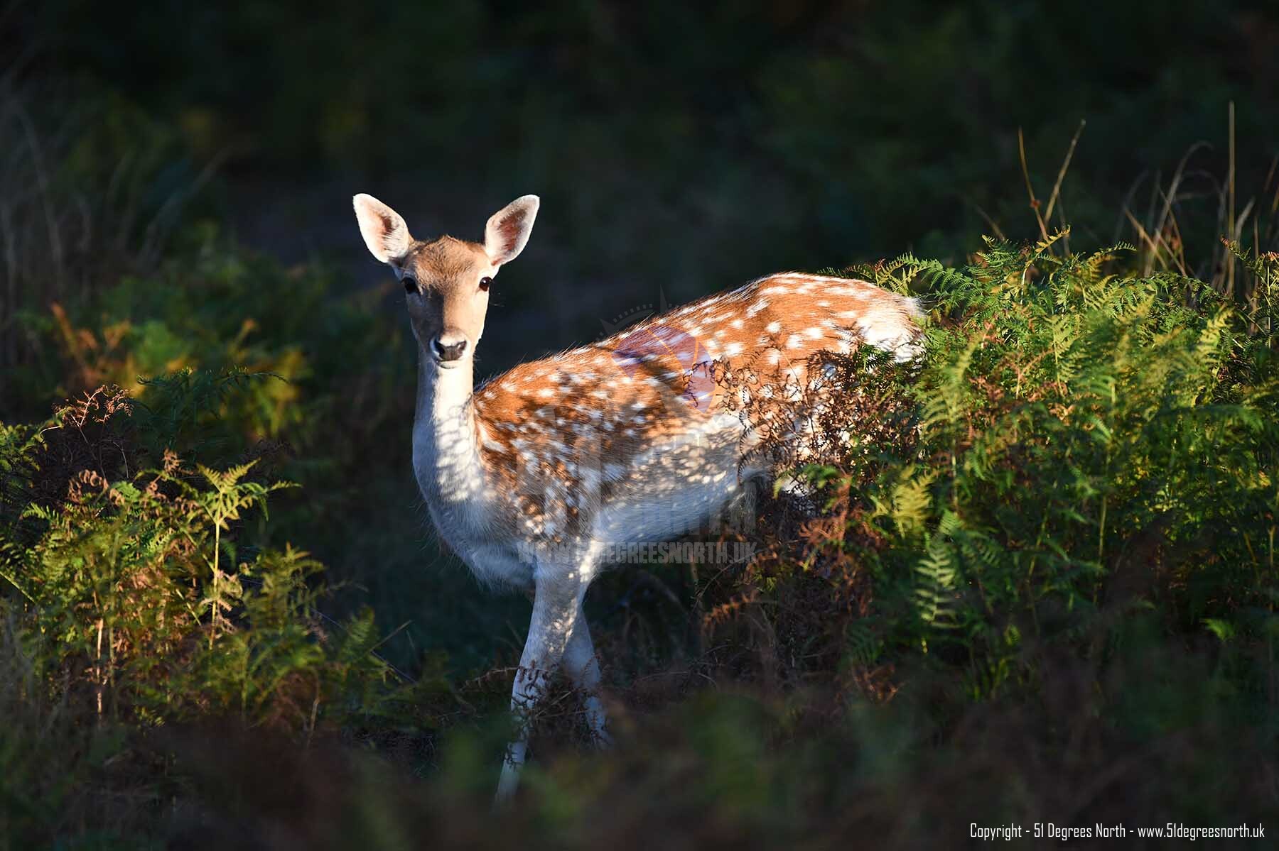 Fallow Deer