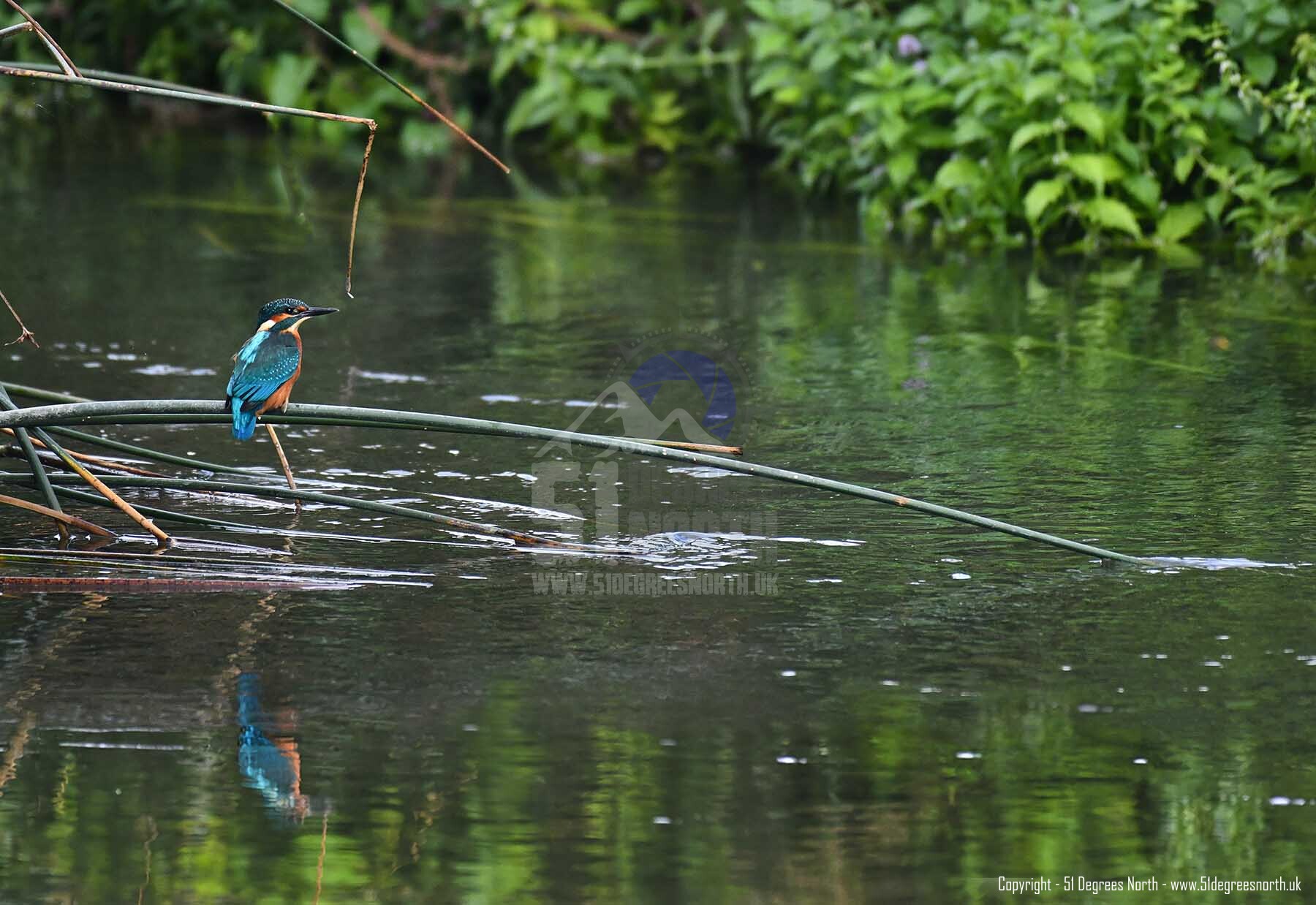 Female Kingfisher