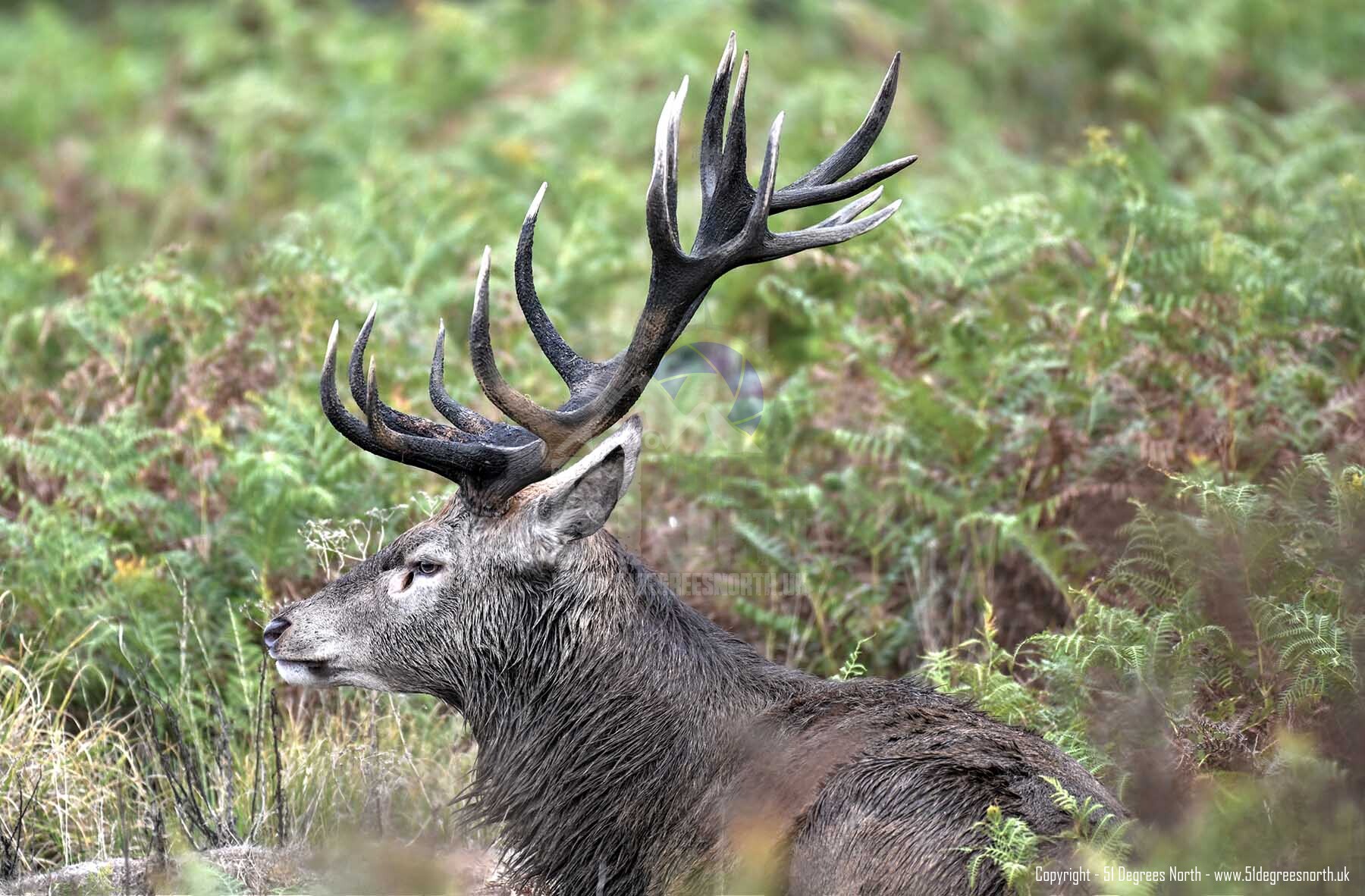 Red Deer