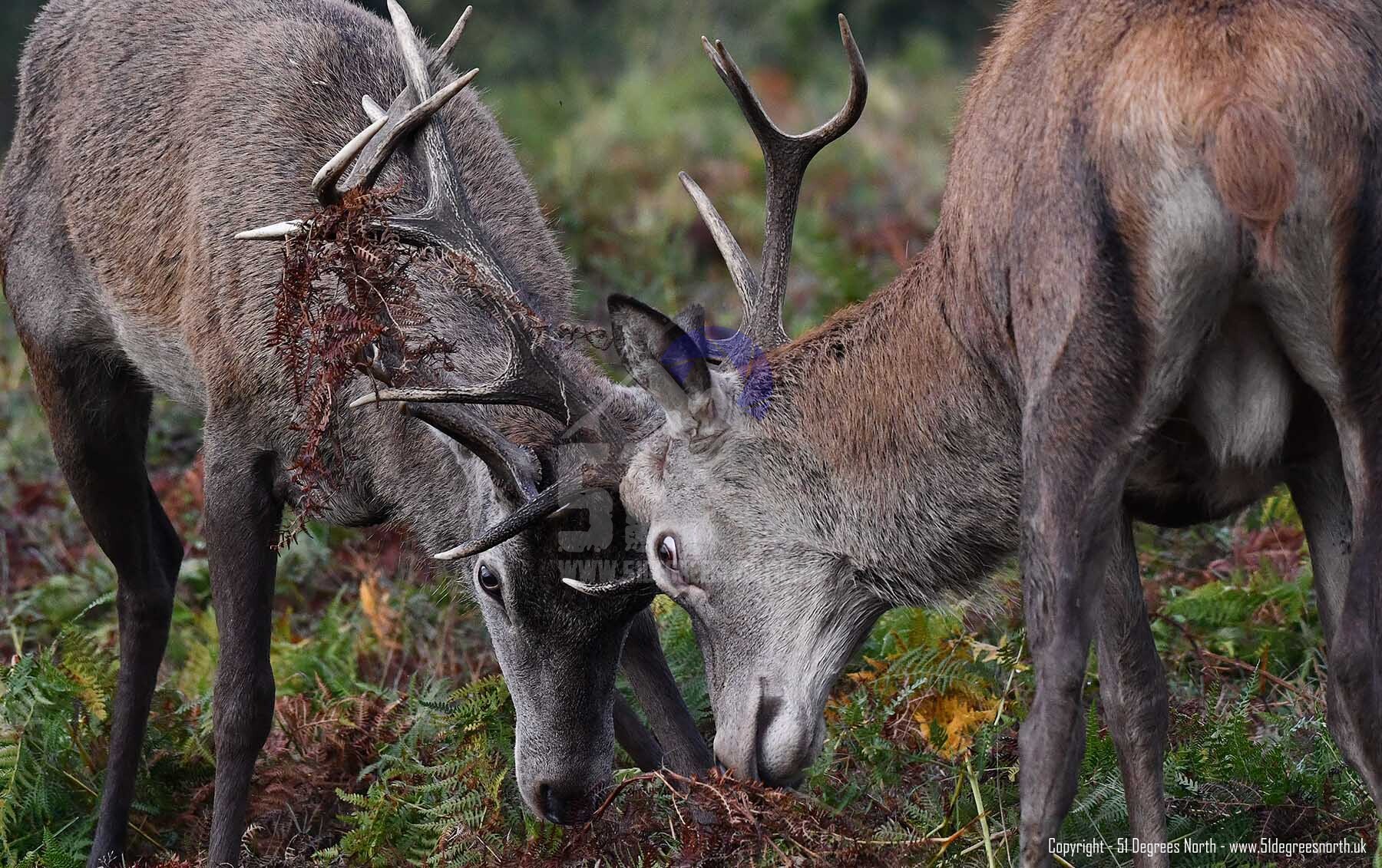 Rutting Red Deer