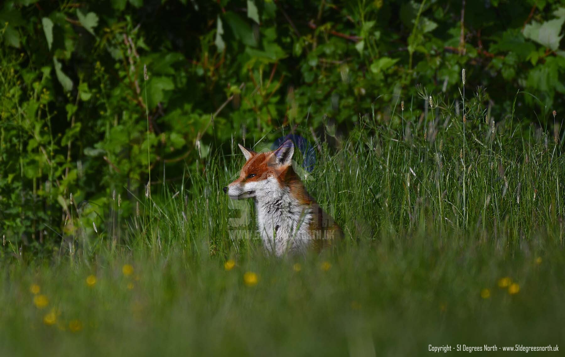 Red Fox, Gloucestershire