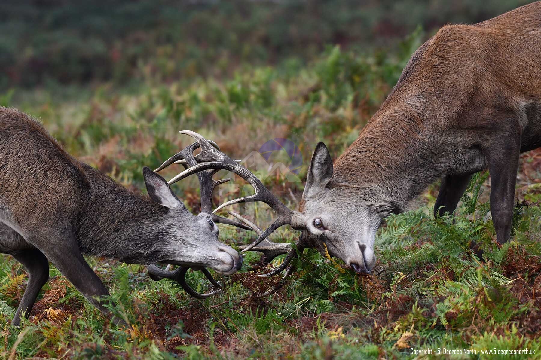 Rutting Red Deer