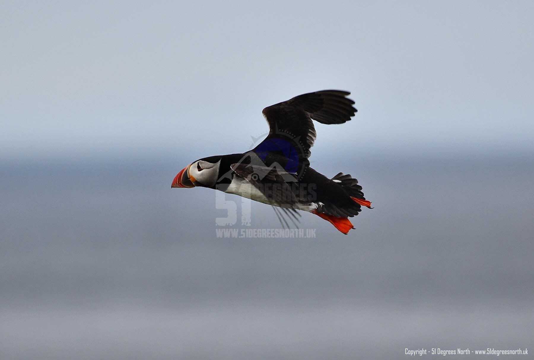 Farne Islands, Northumbria