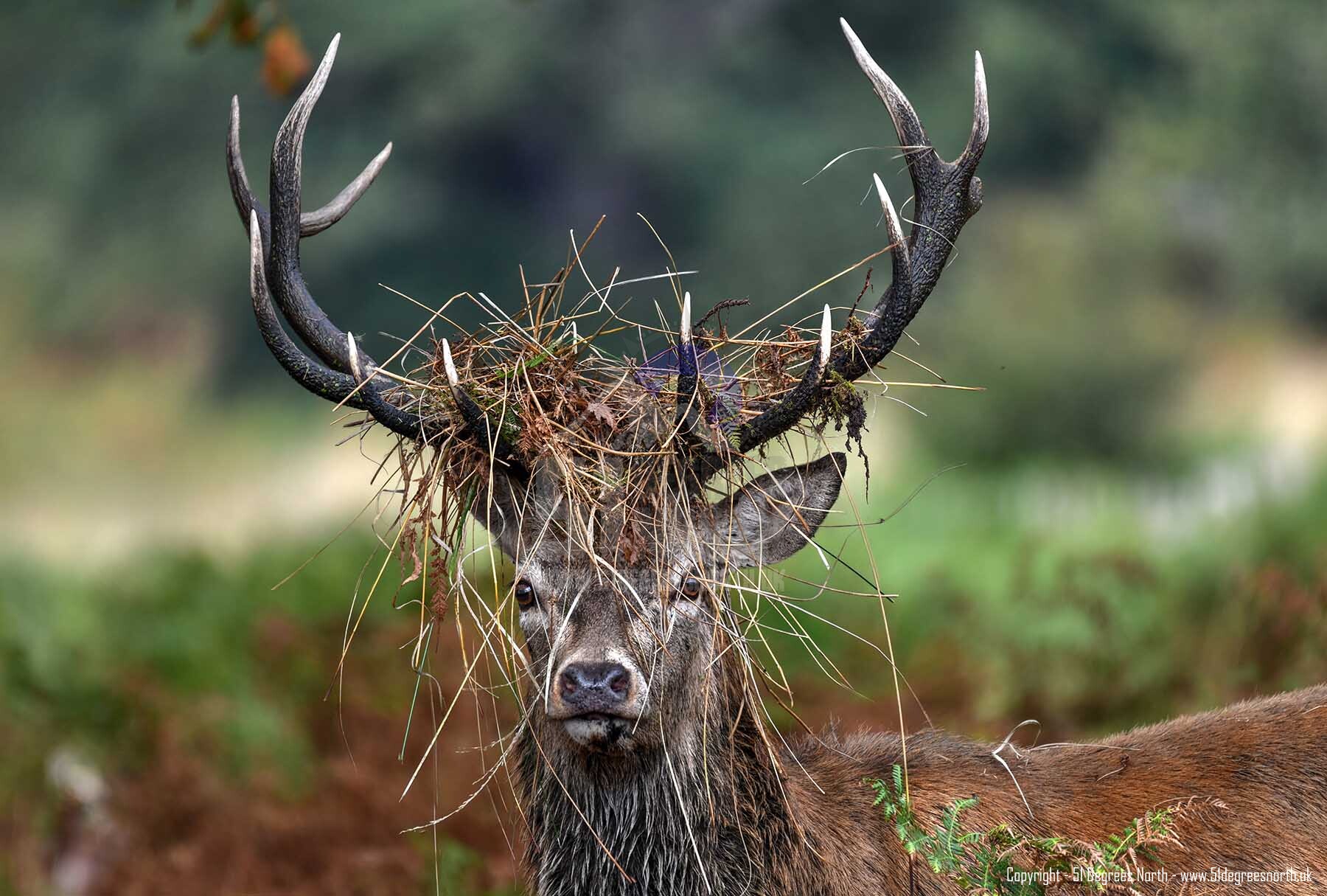 Red Deer