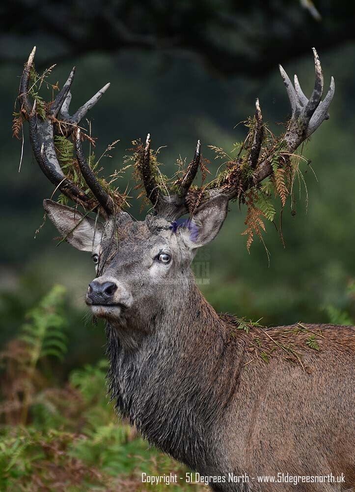 Red Deer
