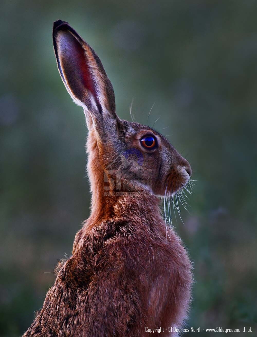 Cotswold Hare, Gloucestershire