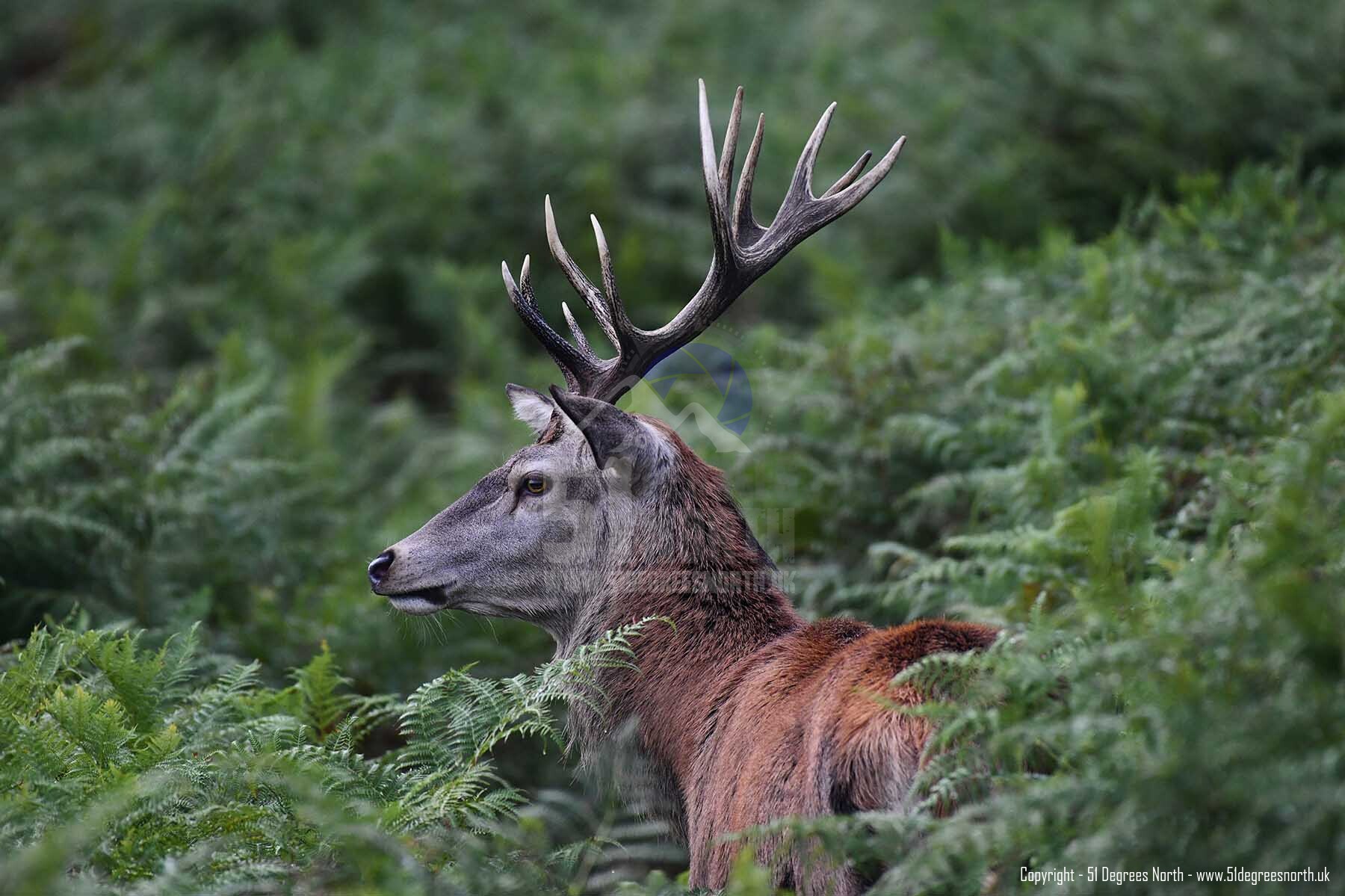 Red Deer