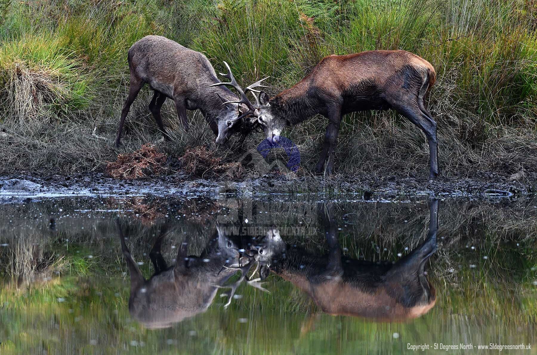 Rutting Red Deer