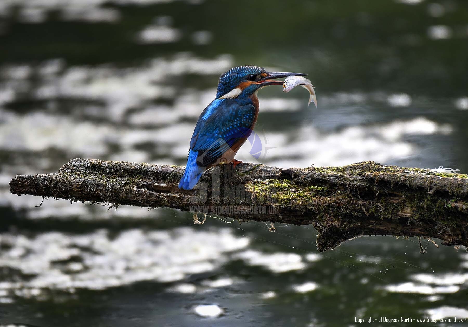 Fishing Kingfisher