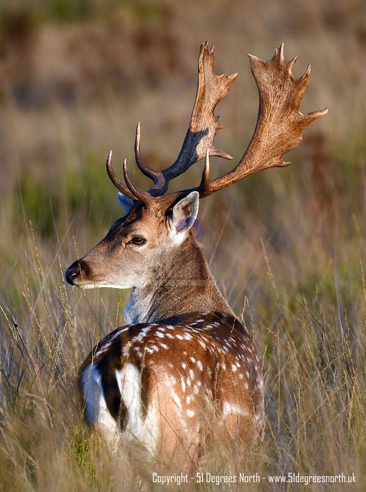 Fallow Deer