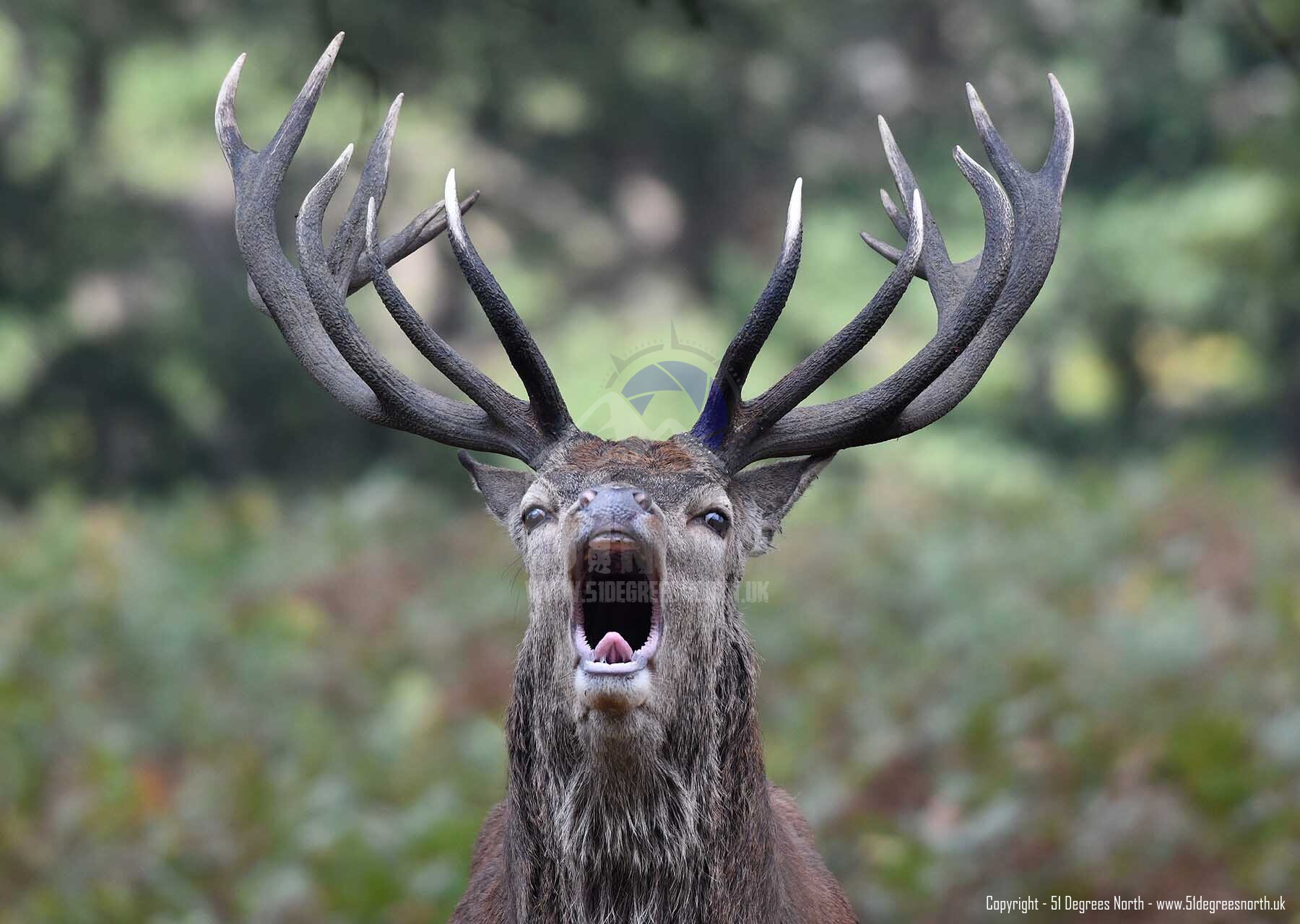 Bellowing Red Deer