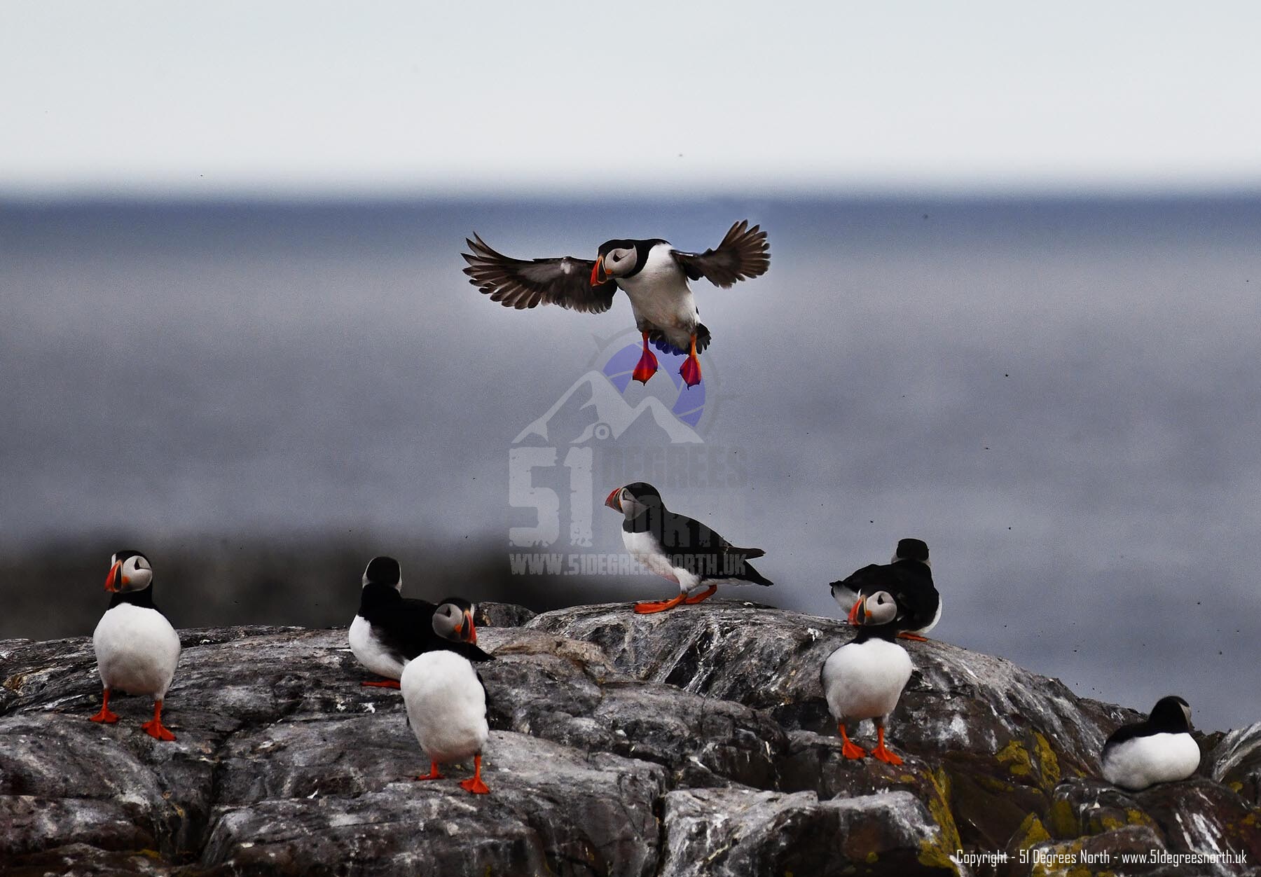 Farne Islands, Northumbria